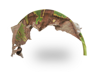 Dry banana leaves isolated on transparent background.