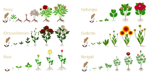 Set of flower growth cycles on a white background.