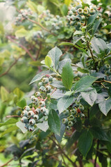 Unripe Vaccinium berries. Ripening still green berries.