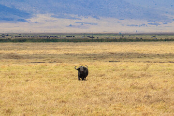 African buffalo or Cape buffalo (Syncerus caffer) in Ngorongoro Crater National Park in Tanzania. Wildlife of Africa