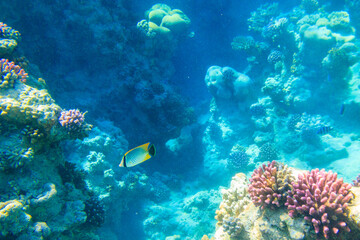Naklejka na ściany i meble Chevron butterflyfish (Chaetodon trifascialis), also known as triangulate butterflyfish or V-lined butterflyfish, on coral reef in the Red sea in Ras Mohammed national park, Sinai peninsula in Egypt