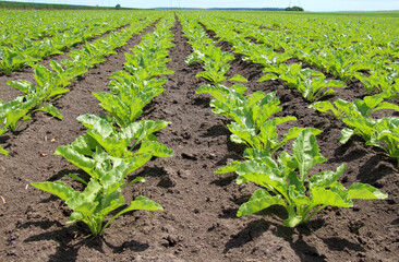 On the farm field grow sugar beets