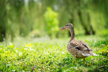 Mallard female duck standing on grass in the public park