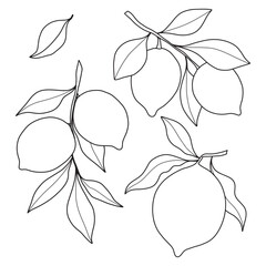Set of hand drawn minimalistic branches with lemons.