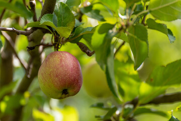 Ripe Wild Apples Ready For Harvest In Late August In Wisconsin