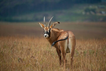 antelope in the wild