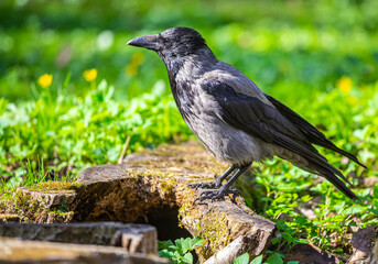 A city crow sits on a stump on a lawn in the park. A crow lurks in the park looking for food, insects on a sunny day close-up. The life of wild animals and birds.