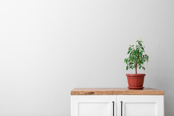 Ficus benjamina on counter near light wall