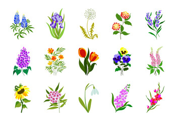 Realistic colored flat flowers. Perfect for illustrations and nature education.