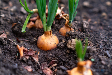 Sprouted onion bulbs in the ground. Selective focus. nature.