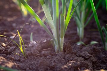 Onions growing in the vegetable garden. Close-up of green onions.