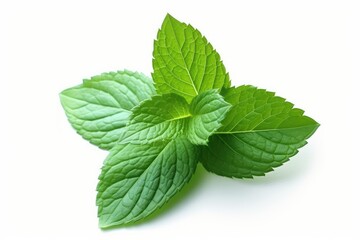 fresh mint leaves