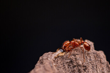 Parasitic Fire Ant (Solenopsis amblychila) Major on Wood. Roosevelt Lake, Apache Junction, Arizona USA