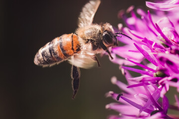 A flying spring honey bee (Apis mellifera) pollinating a purple allium flower blossom. East...