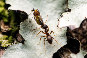 Odorous House Ant (Tapinoma sessile) and Fungus Gnat (Chironomidae).