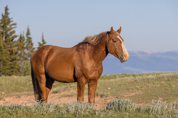 Obraz na płótnie Canvas Beautiful Wild Horse in the Pryor Mountains Montana in Summer