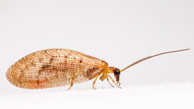 Brown Lacewing (Hemerobius stigma) at the Black light. Castle Rock, Colorado, USA