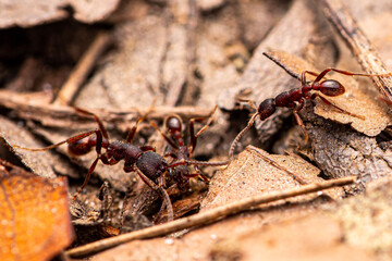 American Army Ants (Neivamyrmex opacior) Searching For Prey. Blairsville, Georgia USA