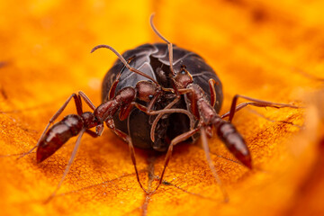 Elongate Isopod Huntress Ants (Leptogenys elongata) attack and subdue a Roly-Poly Pillbug (Armadillidium vulgare). College Station, Texas, USA