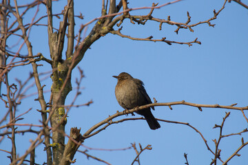 bird on a branch