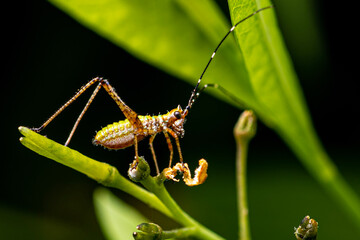 Baby Katydid on Plant. Great Smoky Mountains National Park, Tennessee USA
