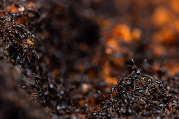 Little Black Ant (Monomorium minimum) Nest. College Station, Texas USA
