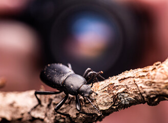 Photographing Insects: Darkling Beetle (Tenebrionidae) on Twig With Camera in Background. Castle Rock, Colorado USA