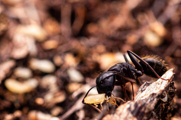 American Carpenter Ant (Camponotus pennsylvanicus) eating Termite Prey. Lake of the Ozarks, Missouri USA
