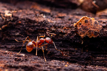 Red Spiny Waisted Ant (Aphaenogaster sp.) Inside Log. Lake of the Ozarks, Missouri USA
