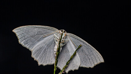 Pale Beauty Geometer Moth. Morehead, Kentucky, USA