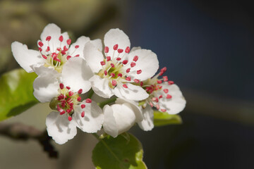 pear tree flower