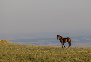 Beautiful Wild Horse in the Pryor Mountains Montana in Summer