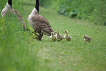 geese on the grass