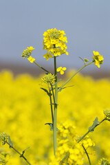 Obraz premium rapeseed field in spring