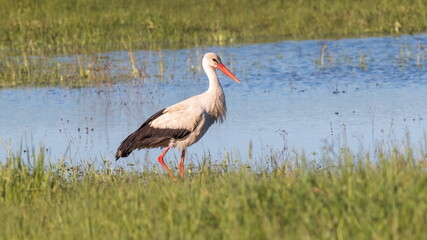 white stork in the grass