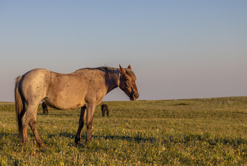 Beautiful Wild Horse in the Pryor Mountains Montana in Summer