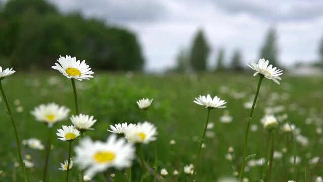  A delicate white and yellow daisy stands out in focus against a meadow of flowering plants, showcasing the fragility and freshness of nature.