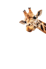 Beautiful giraffe head isolated on white background. - obrazy, fototapety, plakaty