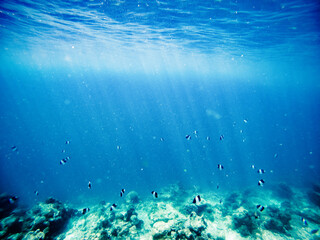 Fototapeta na wymiar abstract underwater background of clear blue tropical sea