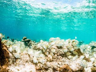 corals and tropical fish underwater sea life