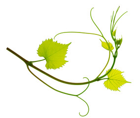 Greenery. Vine branch, isolated without shadow. Traditional winery culture and winemaker business.