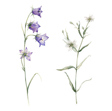 Close-up of blue spreading bellflower flowers. Campanula patula, little bell, bluebell, rapunzel. Rabelera holostea, stellaria.Watercolor hand painting illustration on isolate white background.