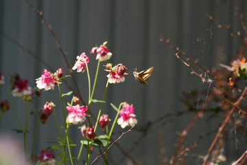 Butterfly reveller (macroglossum stellatarum) in the air collecting nectar from the flower....