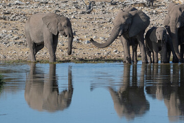 Fototapeta na wymiar Elephants drinking at a waterhole