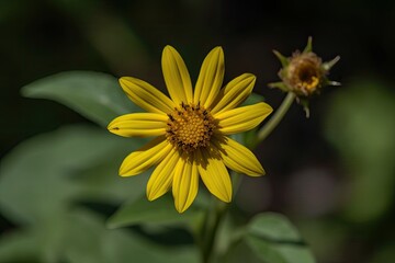 Close-up of a yellow flower, Heliopsis scabra, in a summer garden. Generative AI