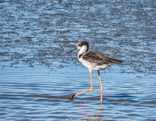 Black Necked Stilt in Chilean Coastal Wetland