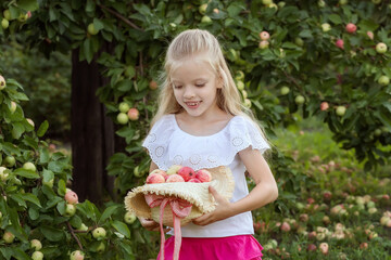 Cute little girl picks apples in a hat in the garden. Harvest concept. The child picks apples on the farm.