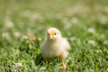 chicken in grass