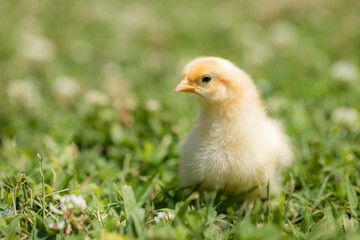 chicken in grass