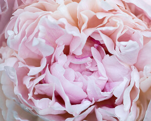 Beautiful rose Peony flower petals background. Banner. Blossoming peonies double blossom texture. Soft pink rose bloom